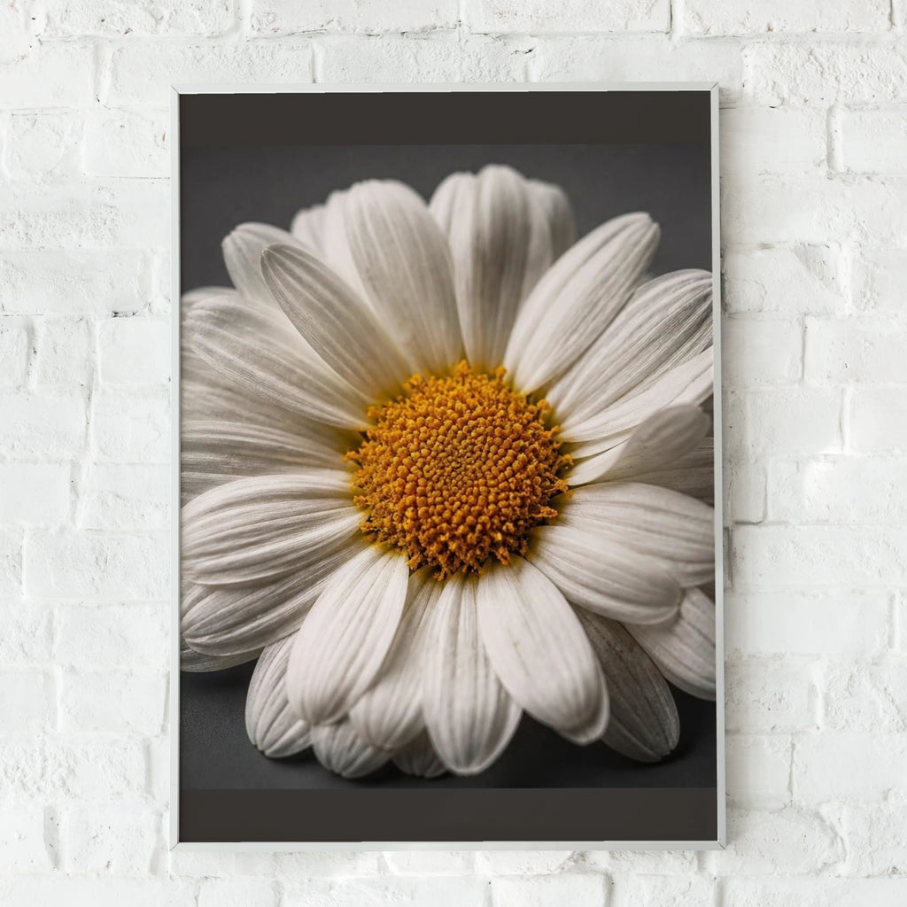Daisy Flower Poster, White Floral Wall Art, Close Up Botanical Print, Grey Background